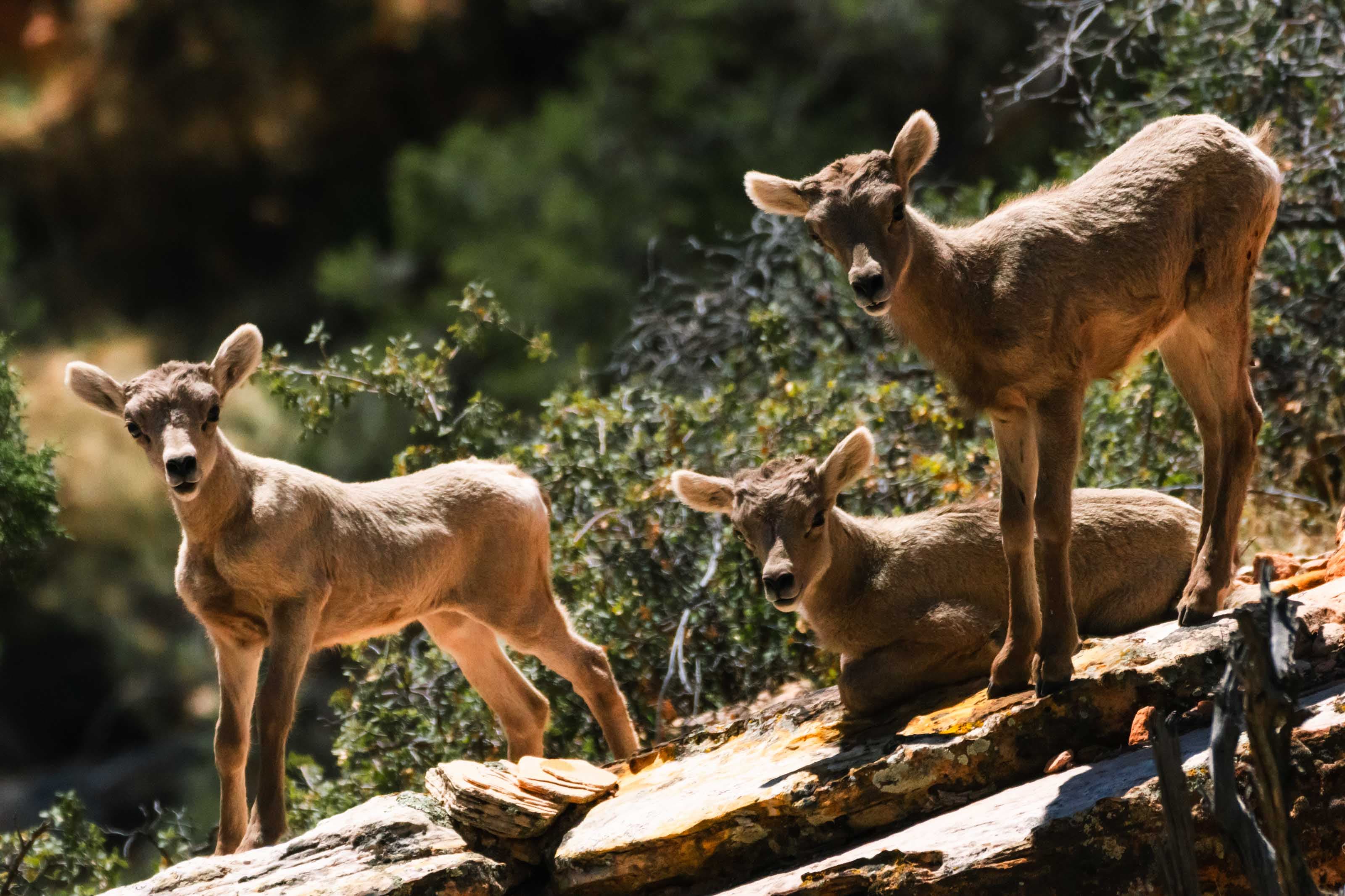 Wildlife photo 7 by Christian Raguse