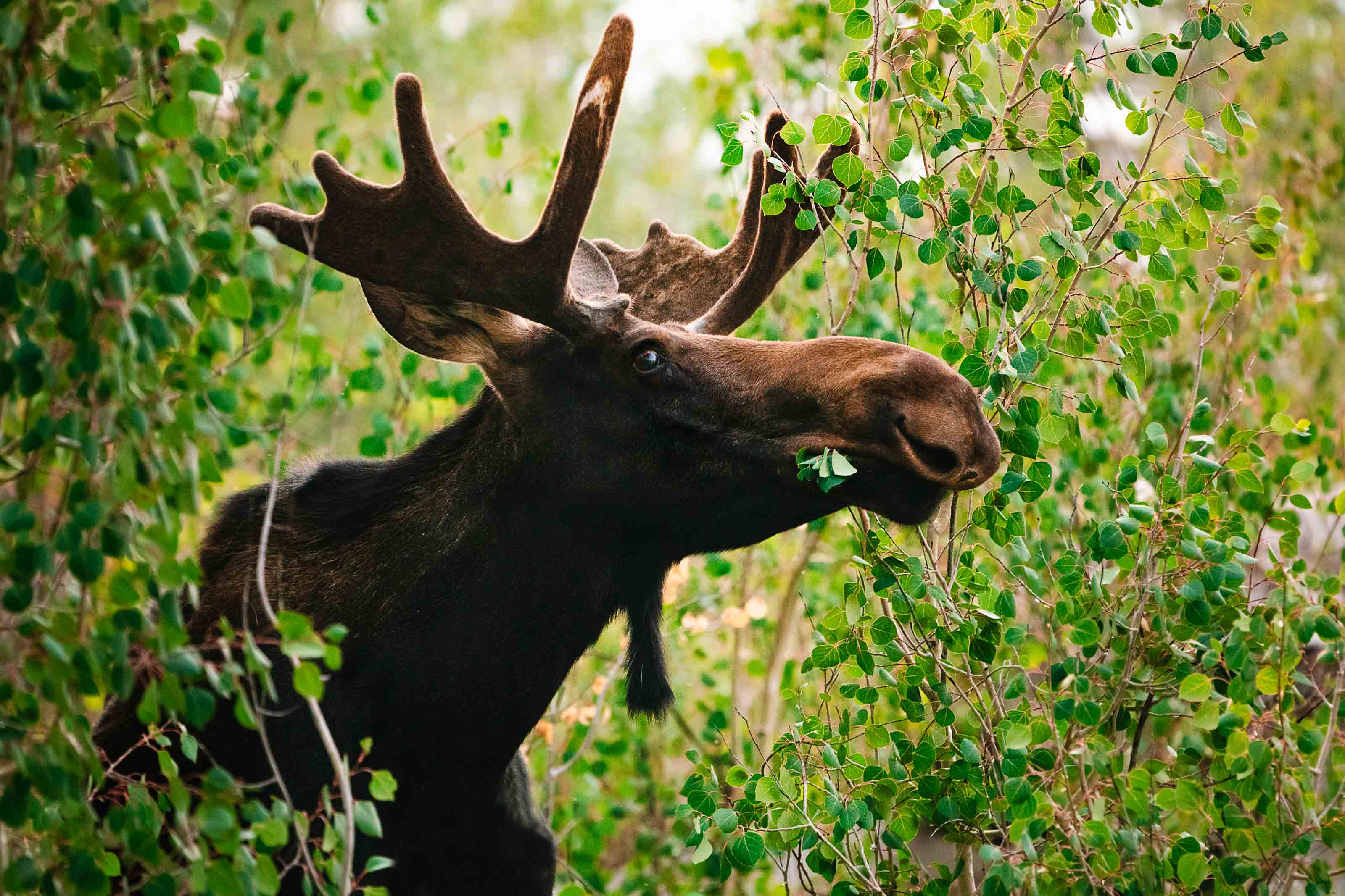 Wildlife photo 2 by Christian Raguse