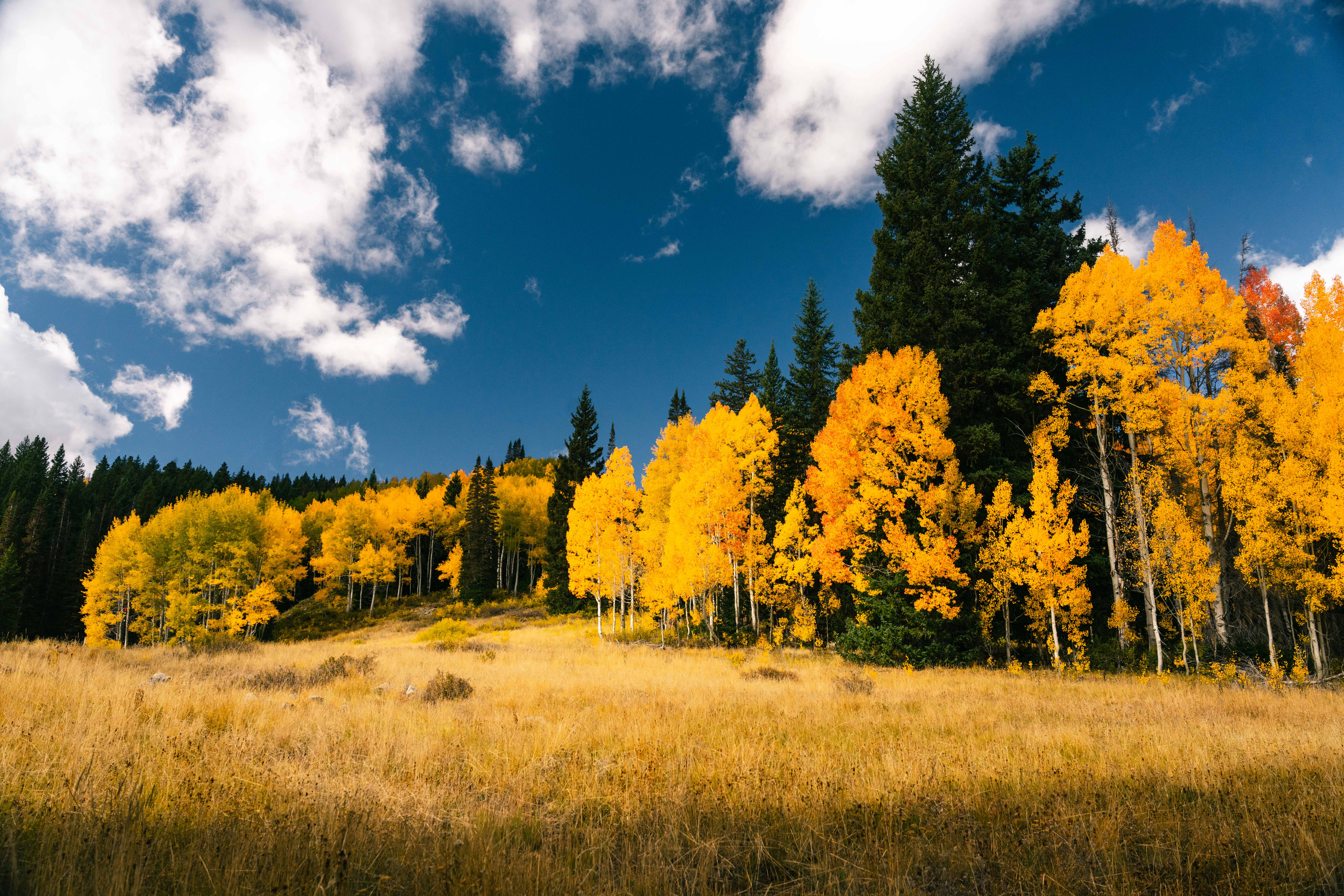 Golden grass at Guardsman Pass